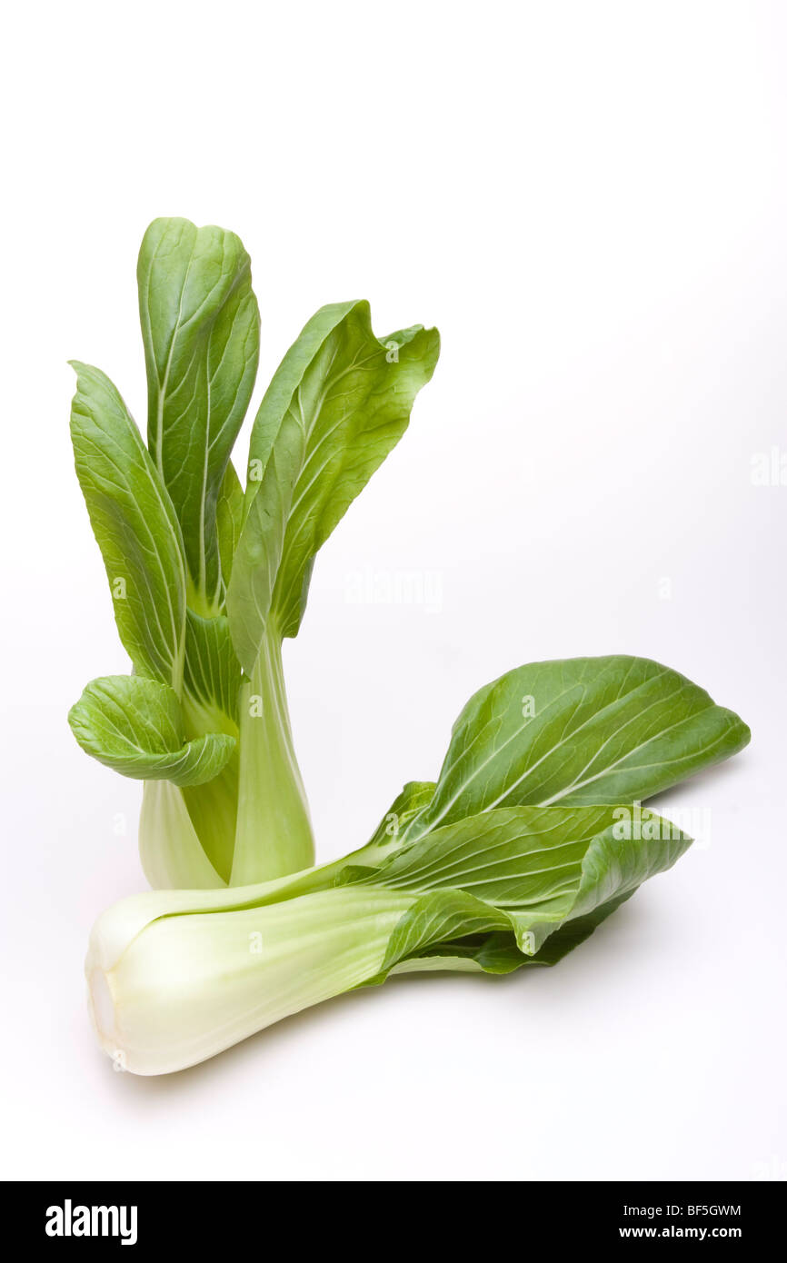 Pak Choi de la famille des choux utilisé dans la cuisine asiatique isolés contre fond blanc Banque D'Images