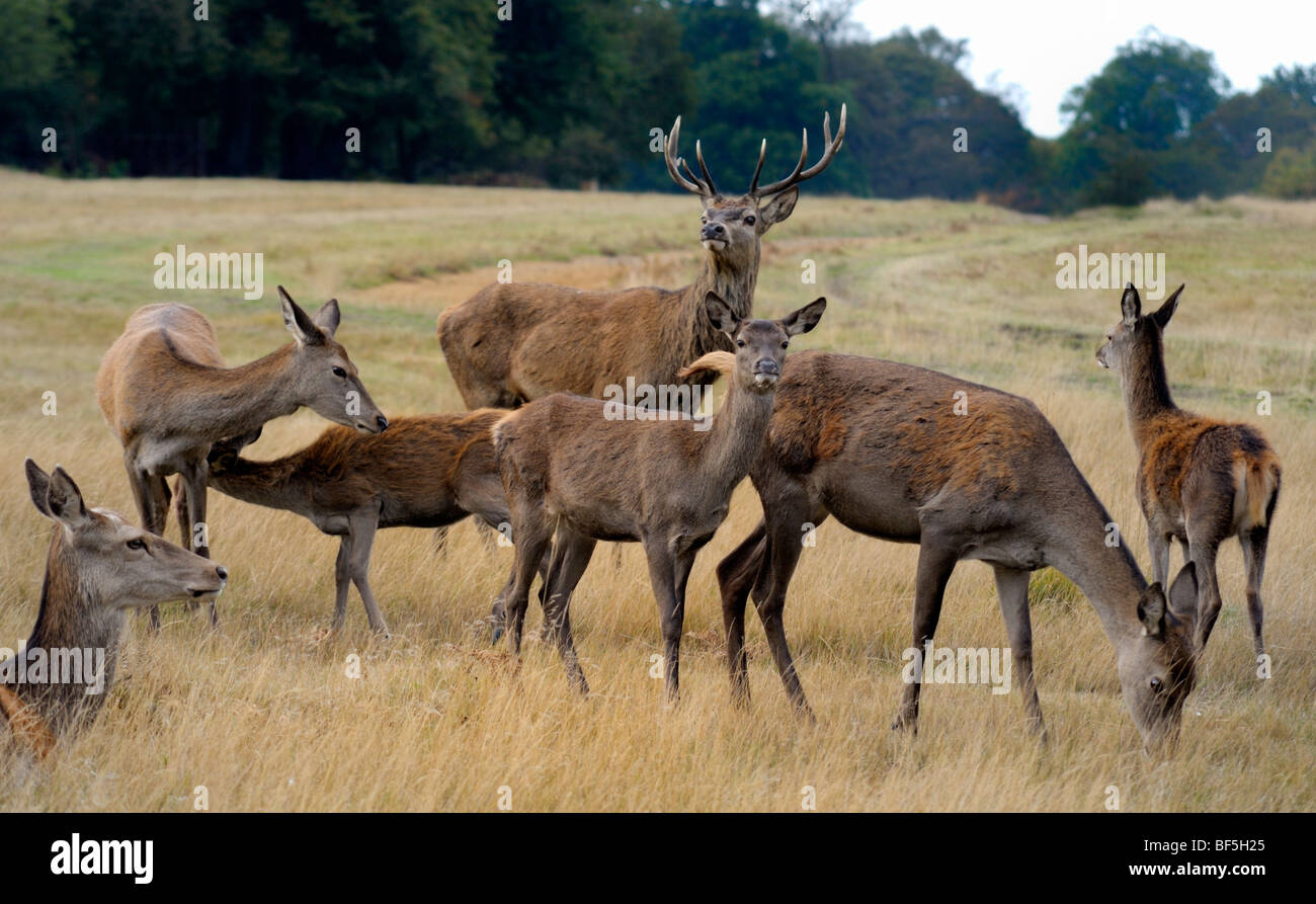 Un cerf et biche de virginie Restez alerte alors que le pâturage Banque D'Images