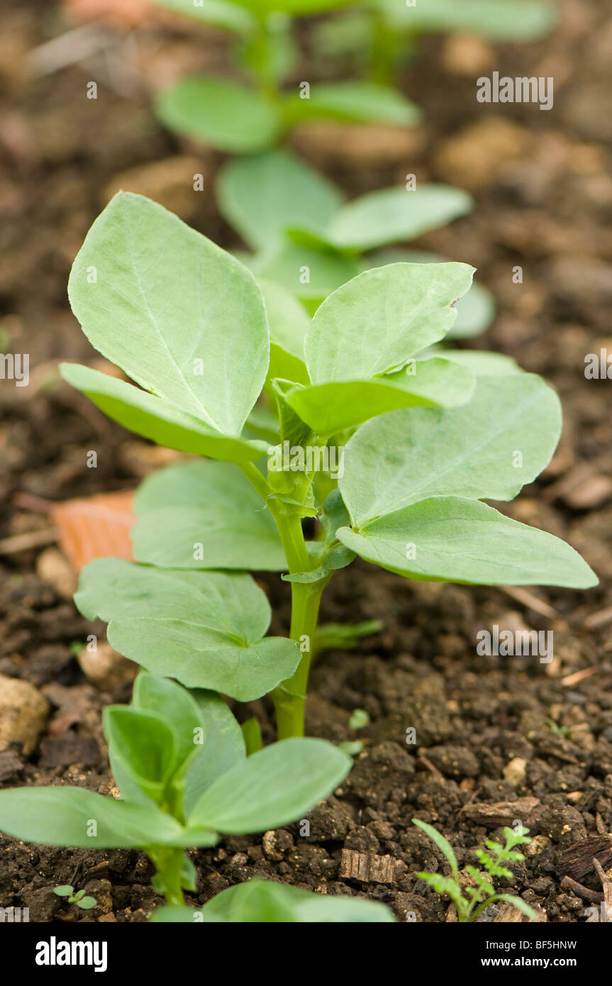 Les haricots semés comme engrais vert pour améliorer la fertilité à Painswick Rococo Garden dans les Cotswolds Banque D'Images