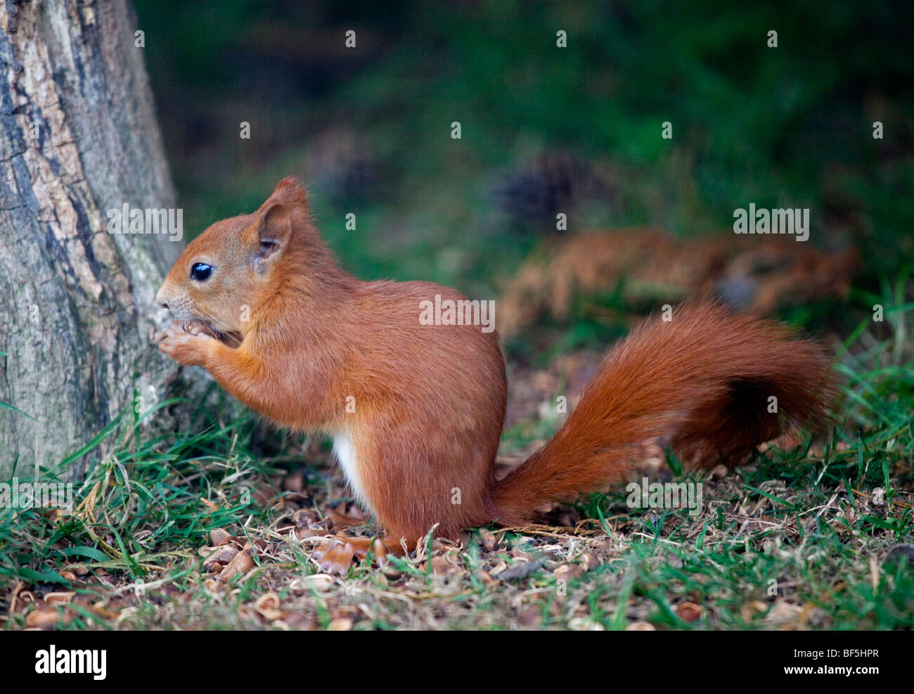 L'Écureuil roux (Sciurus vulgaris) Banque D'Images