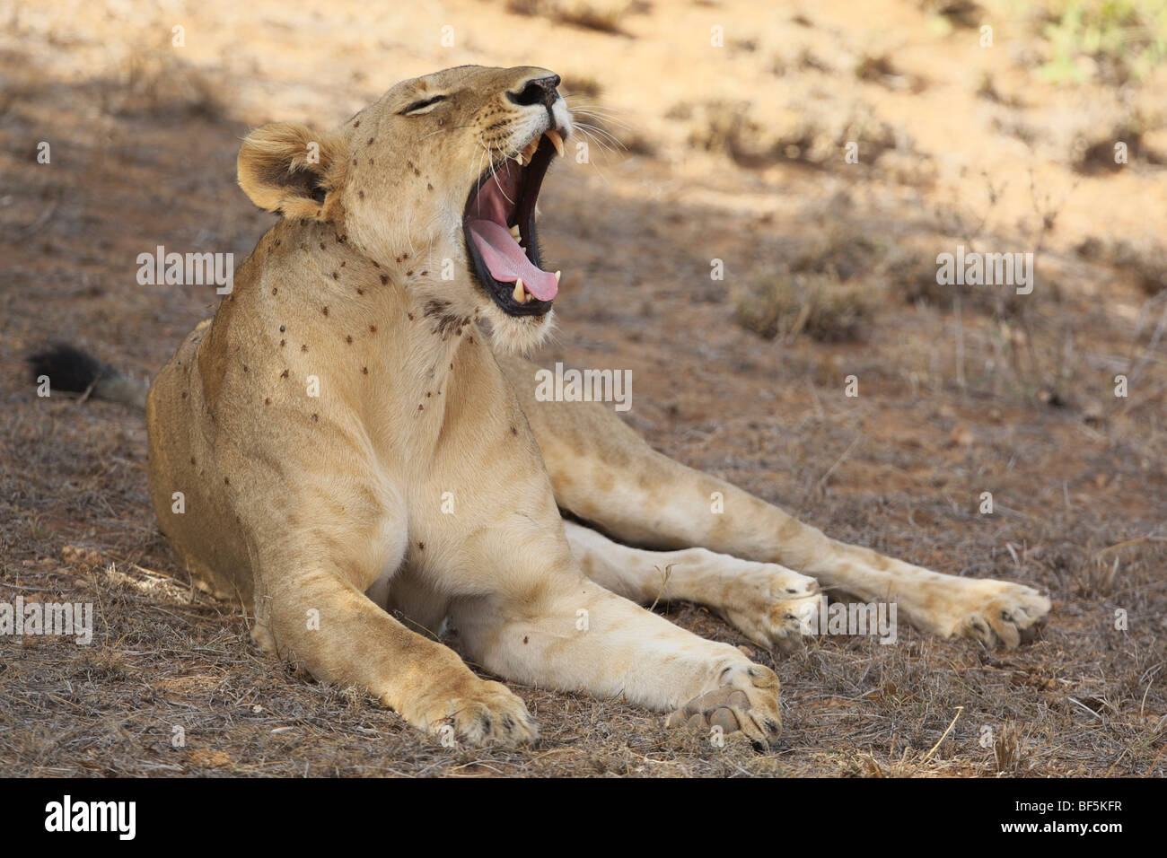 Le bâillement lion (Panthera leo) dans le parc national de Tsavo, Tanzania, Africa Banque D'Images