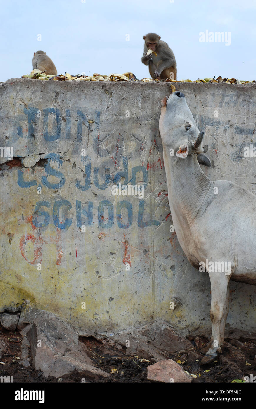 Le partage de la nourriture de la vache avec des singes, Jaipur, Inde Banque D'Images