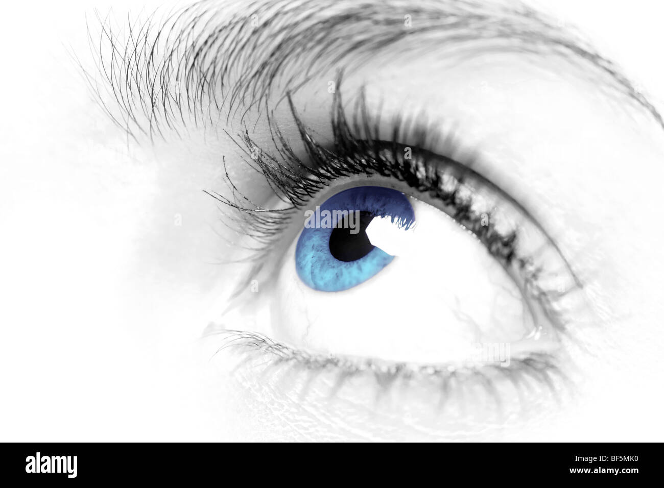 Les femelles blue eye close up Banque D'Images