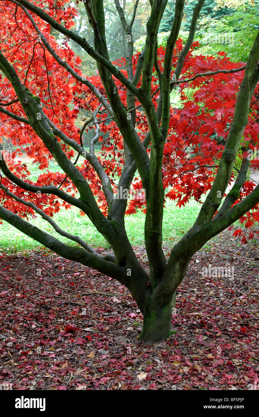 Acer palmatum OSAKAZUKI en automne à Batsford Arboretum, Gloucestershire, England, UK Banque D'Images