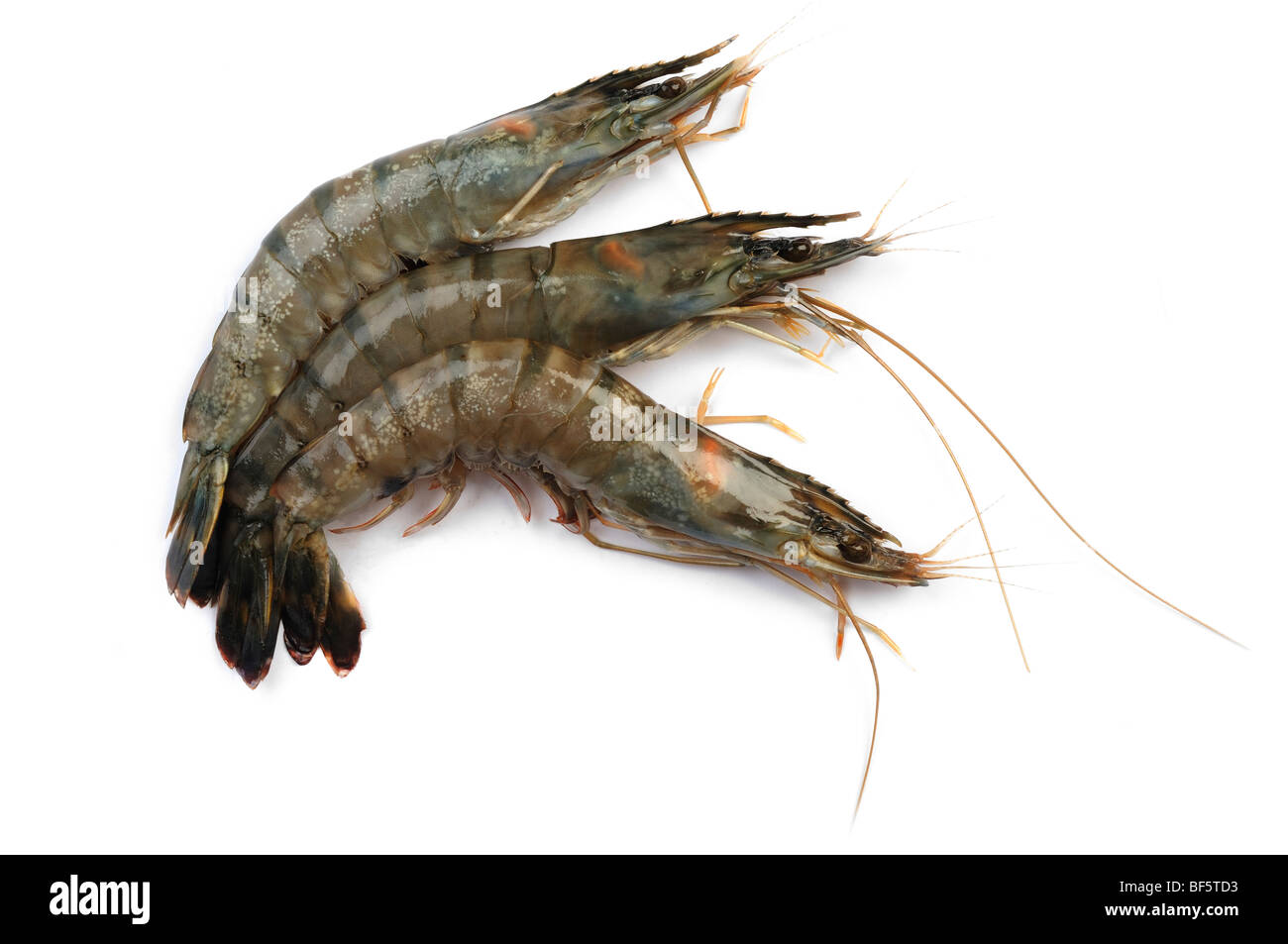 Matières Crevettes géantes Banque D'Images