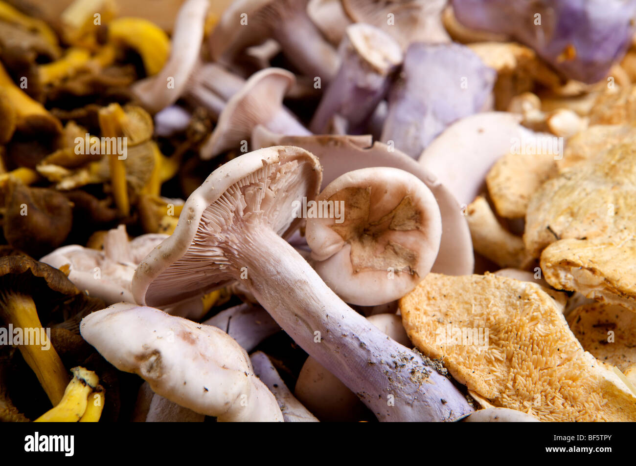 Champignons sauvages Banque D'Images