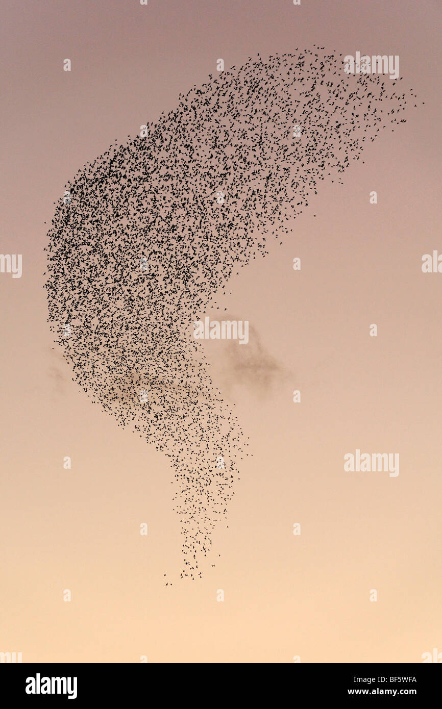 L'Étourneau sansonnet (Sturnus vulgaris), la migration des troupeaux en hiver au coucher du soleil, Rome, Italie, Europe Banque D'Images