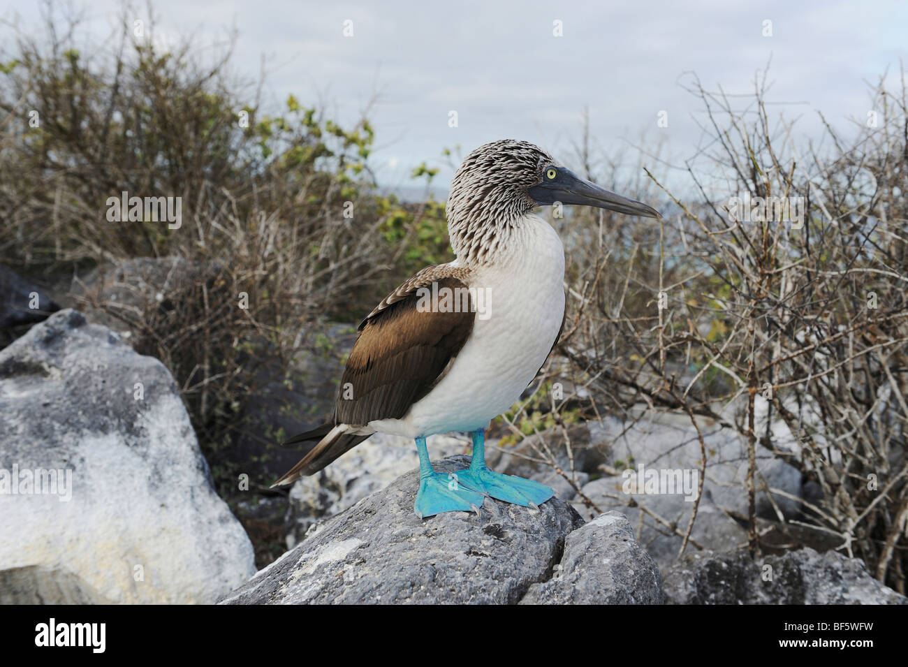 Fou à pieds bleus (Sula nebouxii), adulte, l'île de Seymour Norte, îles Galapagos, Equateur, Amérique du Sud Banque D'Images