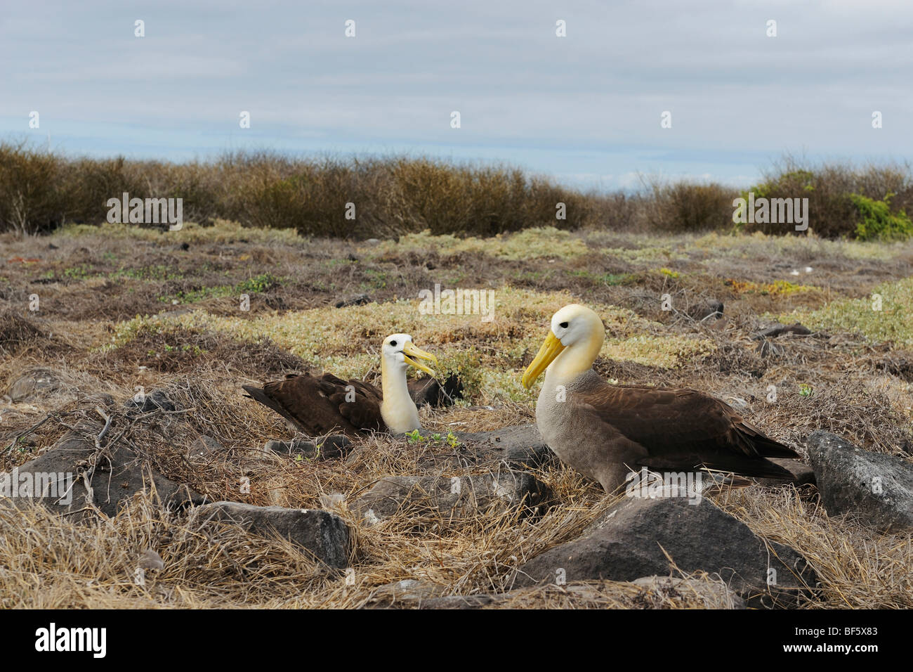 Albatros des Galapagos (Diomedea irrorata), paire sur son nid, l'île d'Espanola, Galapagos, Equateur, Amérique du Sud Banque D'Images