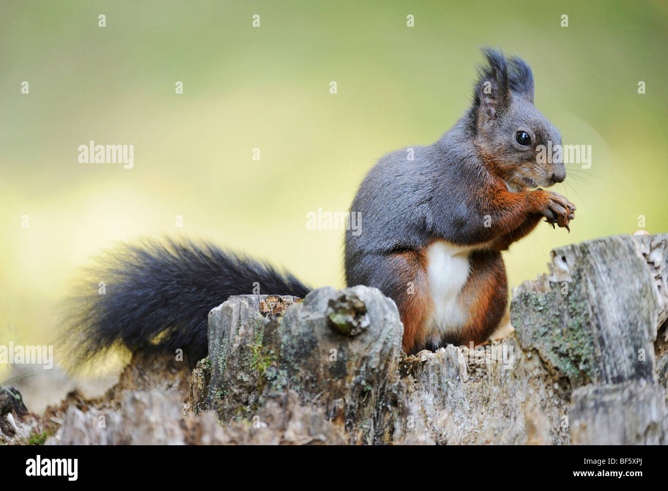 L'écureuil roux (Sciurus vulgaris), la phase noire adultes, Suisse, Europe Banque D'Images