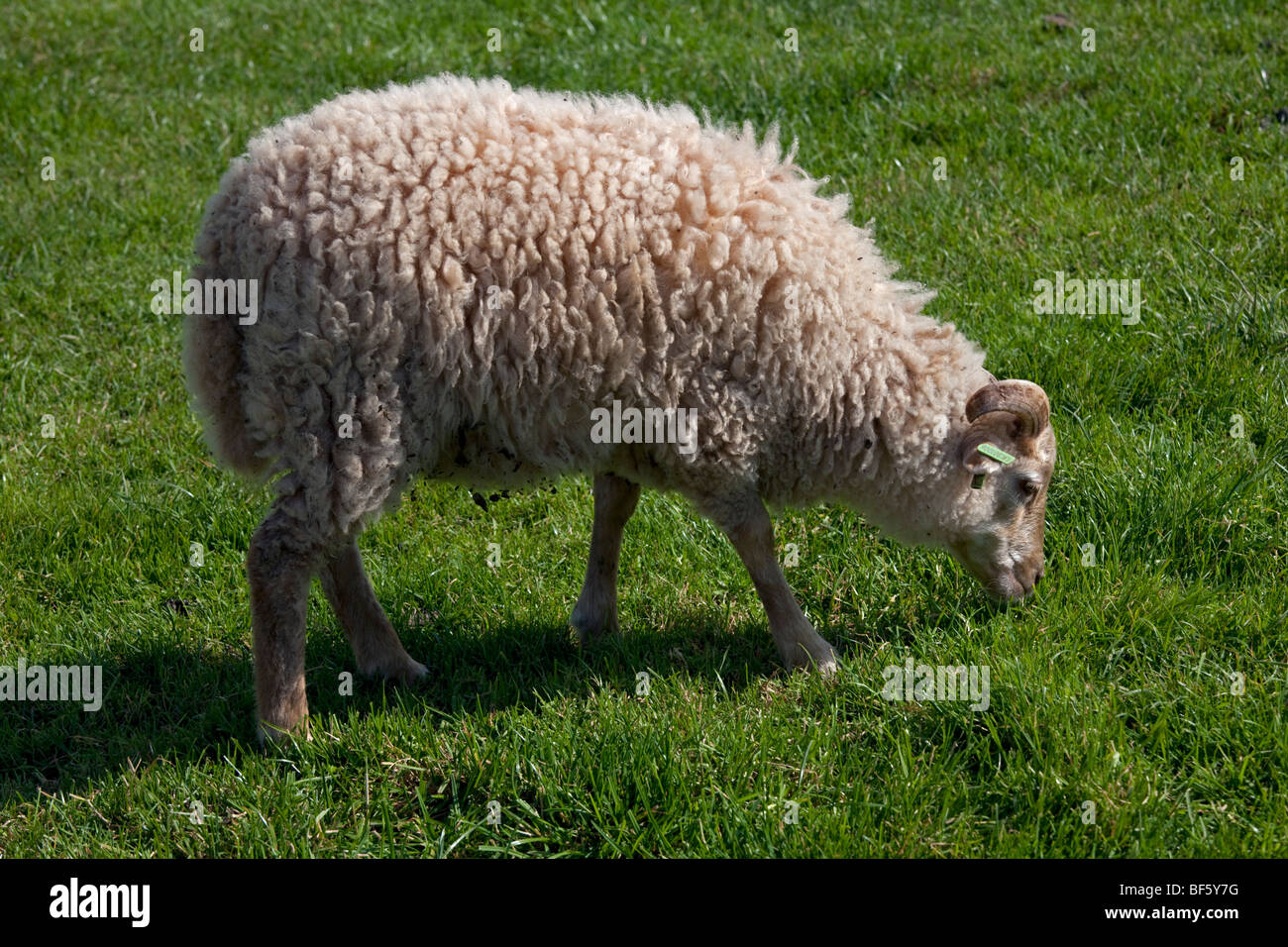 Moutons d’Ouessant Banque D'Images