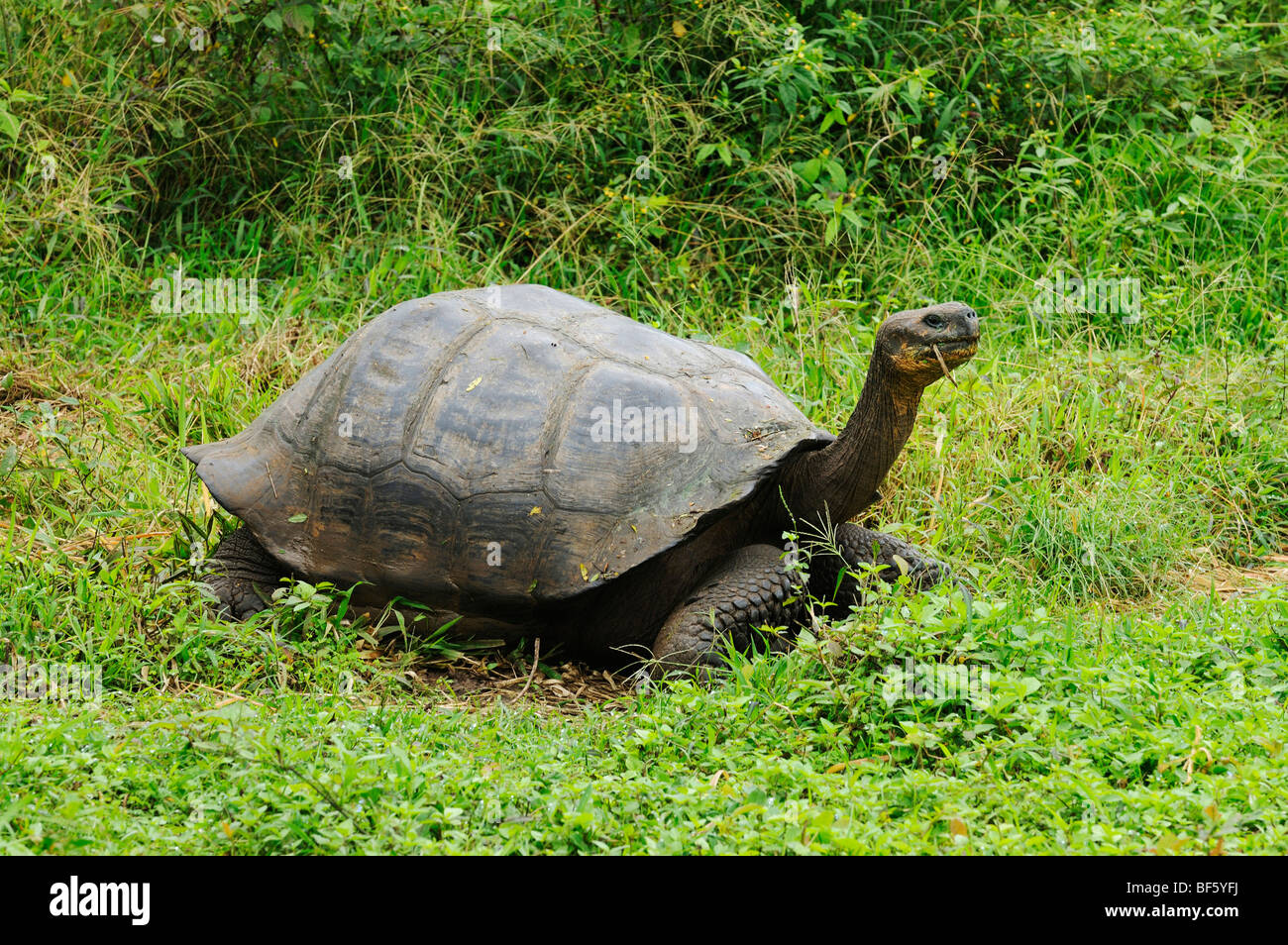 Tortue géante des Galapagos (Geochelone elephantopus), des profils de manger, îles Galapagos, Equateur, Amérique du Sud Banque D'Images