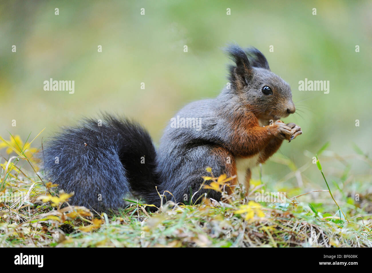 L'écureuil roux (Sciurus vulgaris), la phase noire adultes, Suisse, Europe Banque D'Images