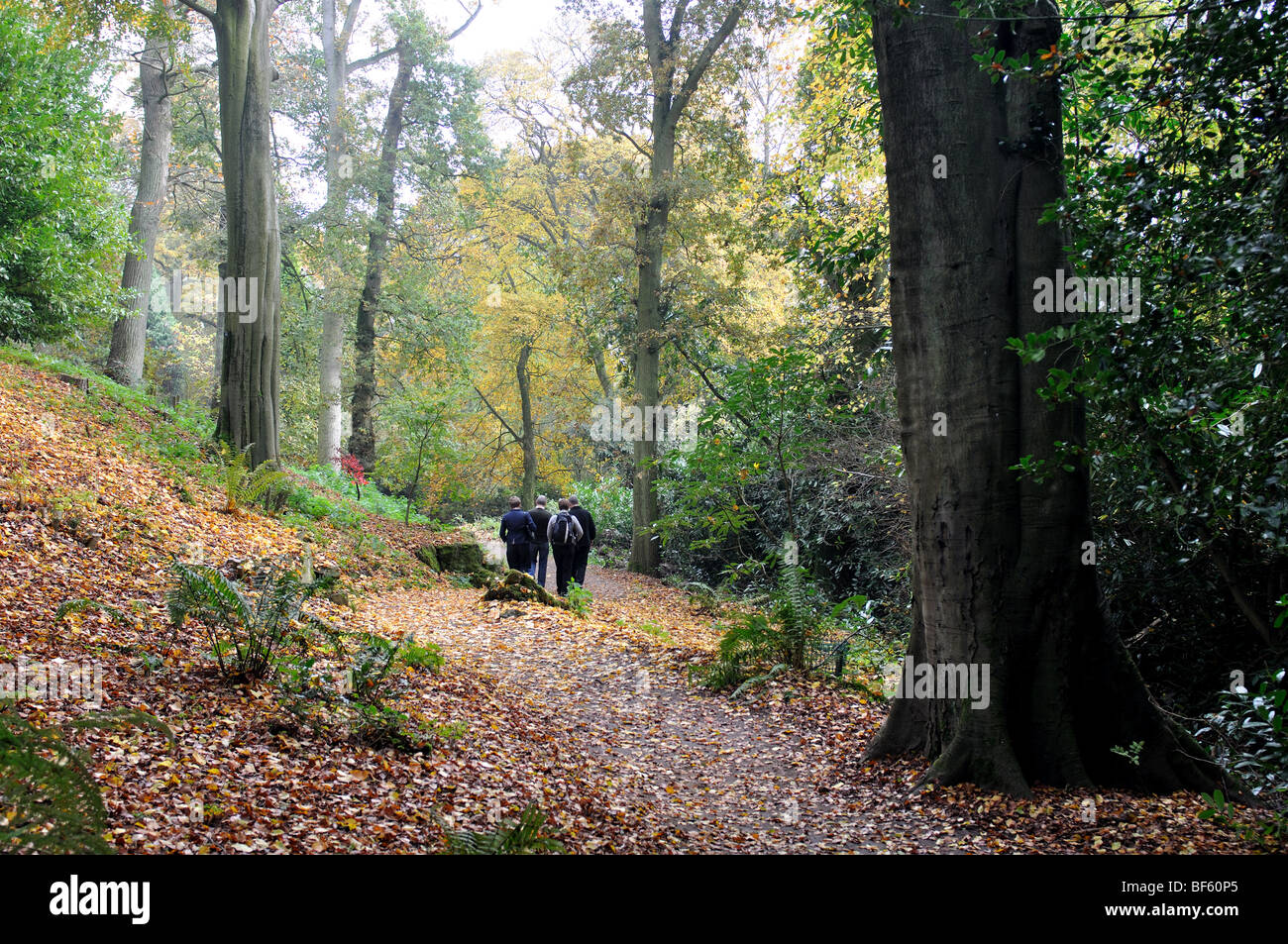 Batsford Arboretum en automne, Gloucestershire, England, UK Banque D'Images