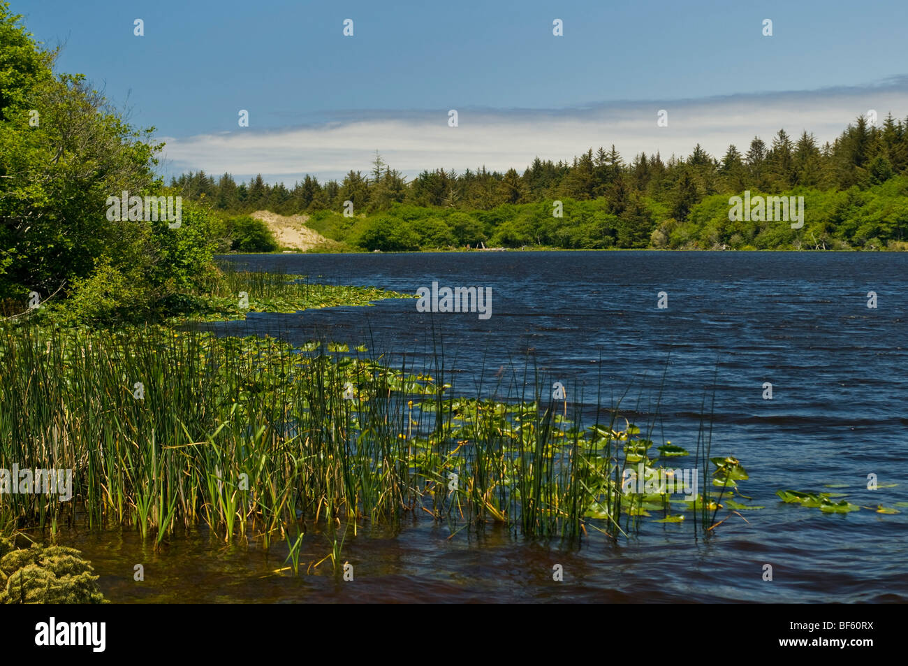 Quai sur le lac, le lac Earl Earl de faune de l'État, près de Crescent City, comté de Del Norte, en Californie Banque D'Images