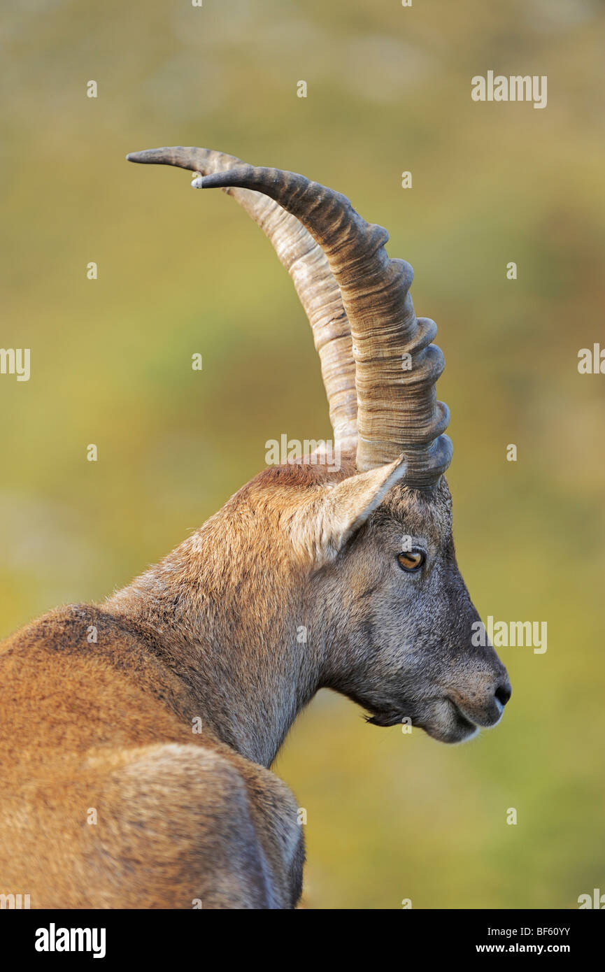 Bouquetin des Alpes (Capra ibex), buck, Wang, Interlaken, Suisse, Europe Banque D'Images