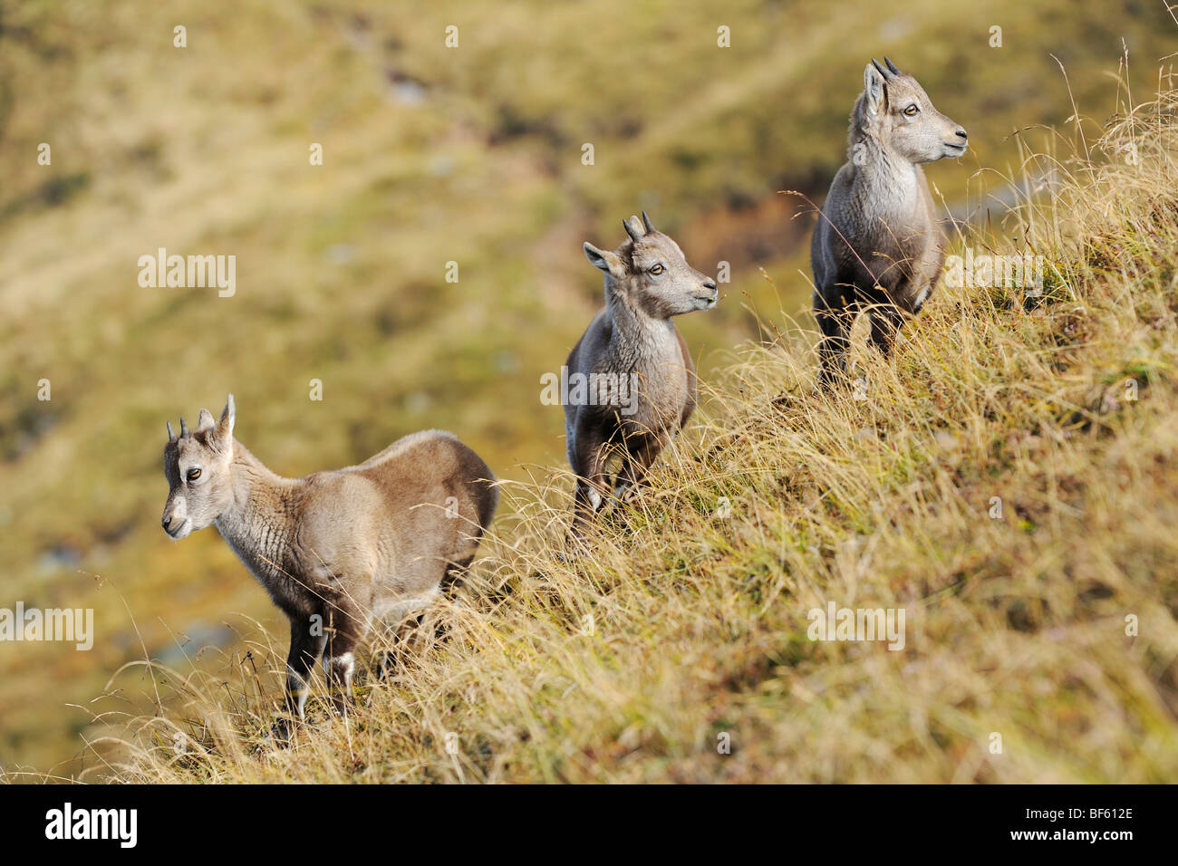 Bouquetin des Alpes (Capra ibex), les jeunes, Wang, Interlaken, Suisse, Europe Banque D'Images