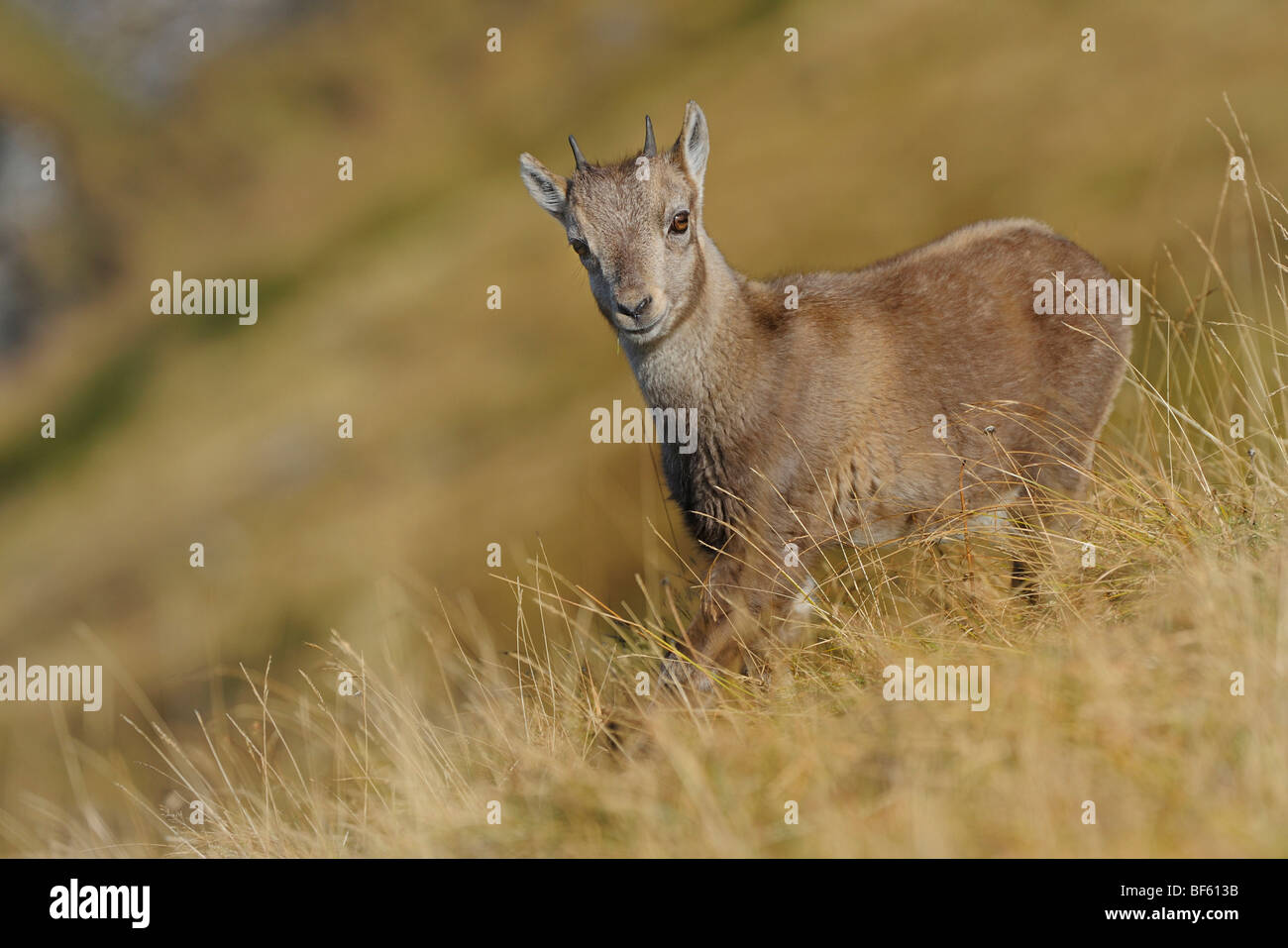 Bouquetin des Alpes (Capra ibex), les jeunes, Wang, Interlaken, Suisse, Europe Banque D'Images