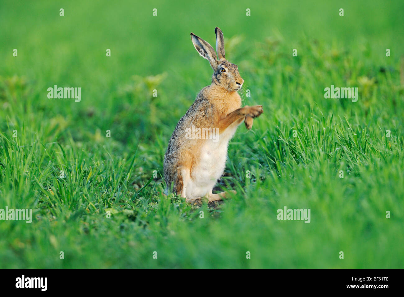 Lièvre brun (Lepus europaeus), des profils dans le pré, Parc national du lac de Neusiedl, Burgenland, Autriche, Europe Banque D'Images