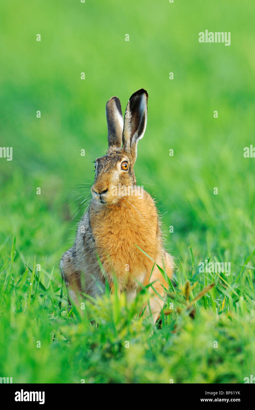 Lièvre brun (Lepus europaeus), des profils dans le pré, Parc national du lac de Neusiedl, Burgenland, Autriche, Europe Banque D'Images