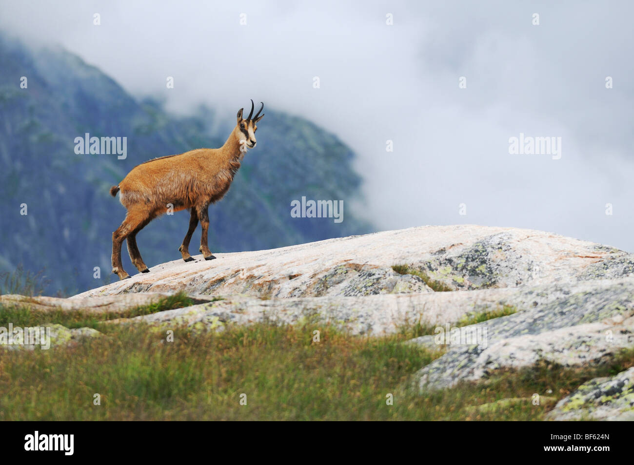 Chamois (Rupicapra rupicapra), des profils de la marche, Grimsel, Berne, Suisse, Europe Banque D'Images
