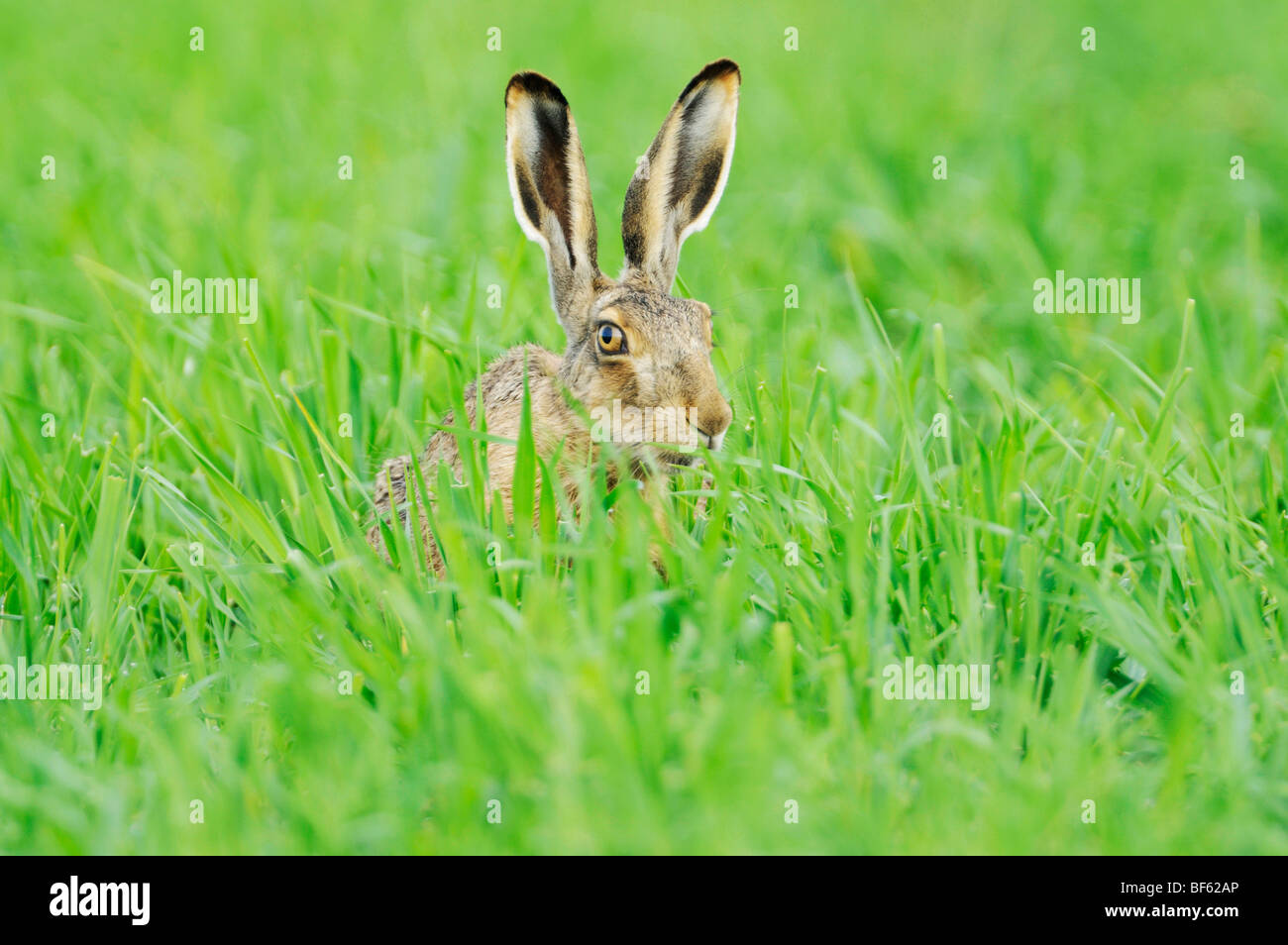 Lièvre brun (Lepus europaeus), des profils dans le pré, Parc national du lac de Neusiedl, Burgenland, Autriche, Europe Banque D'Images