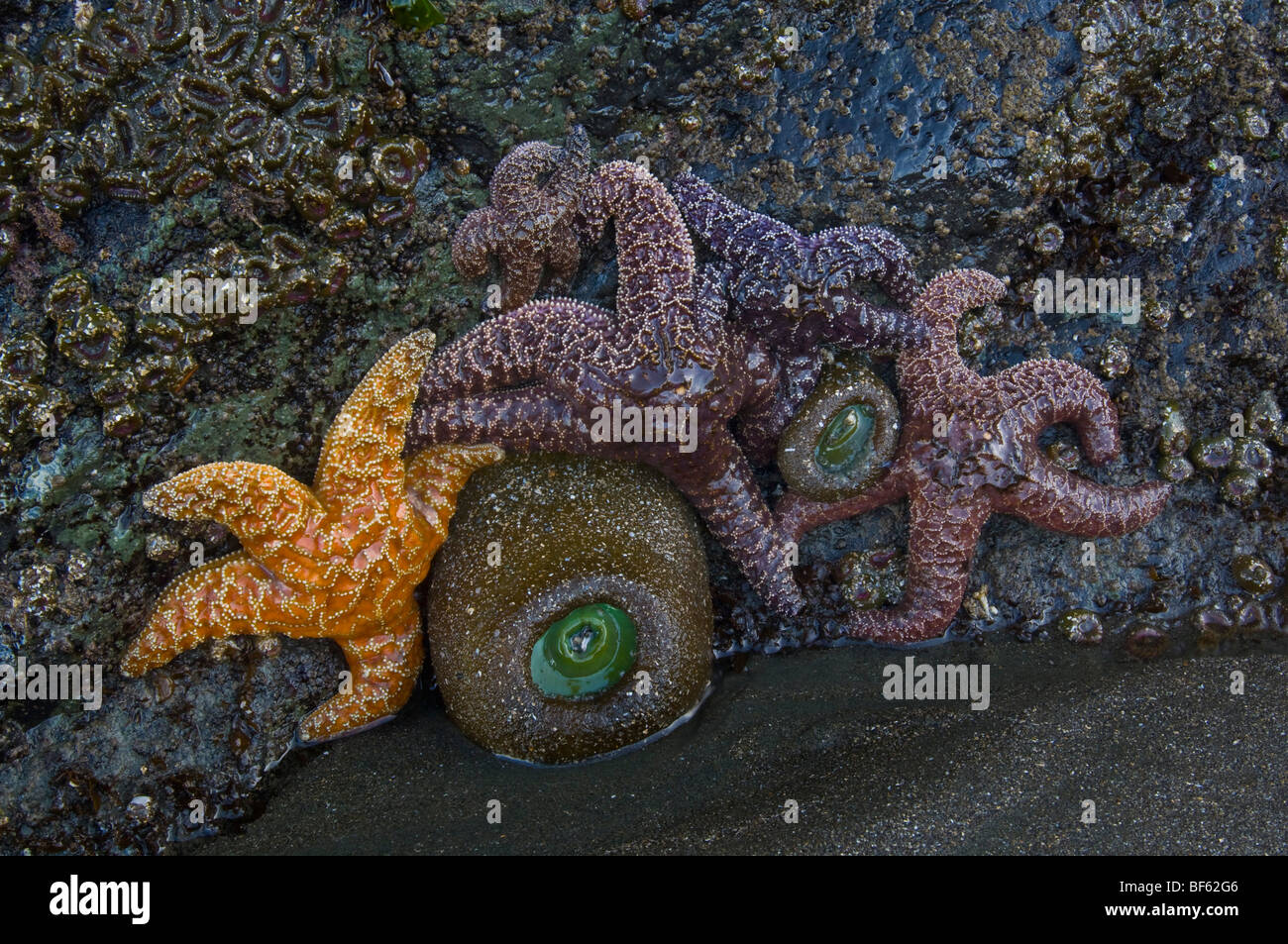 Seastar ocre starfish (Pisaster ochraceus) et vert géant Anémone de mer à marée basse, Trinité-State Beach, Californie Banque D'Images