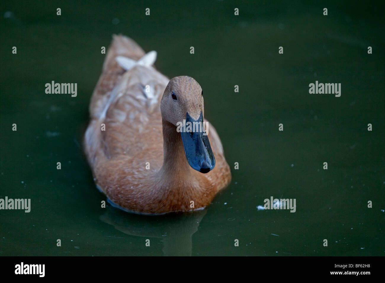 Canard kaki Campbell Banque D'Images