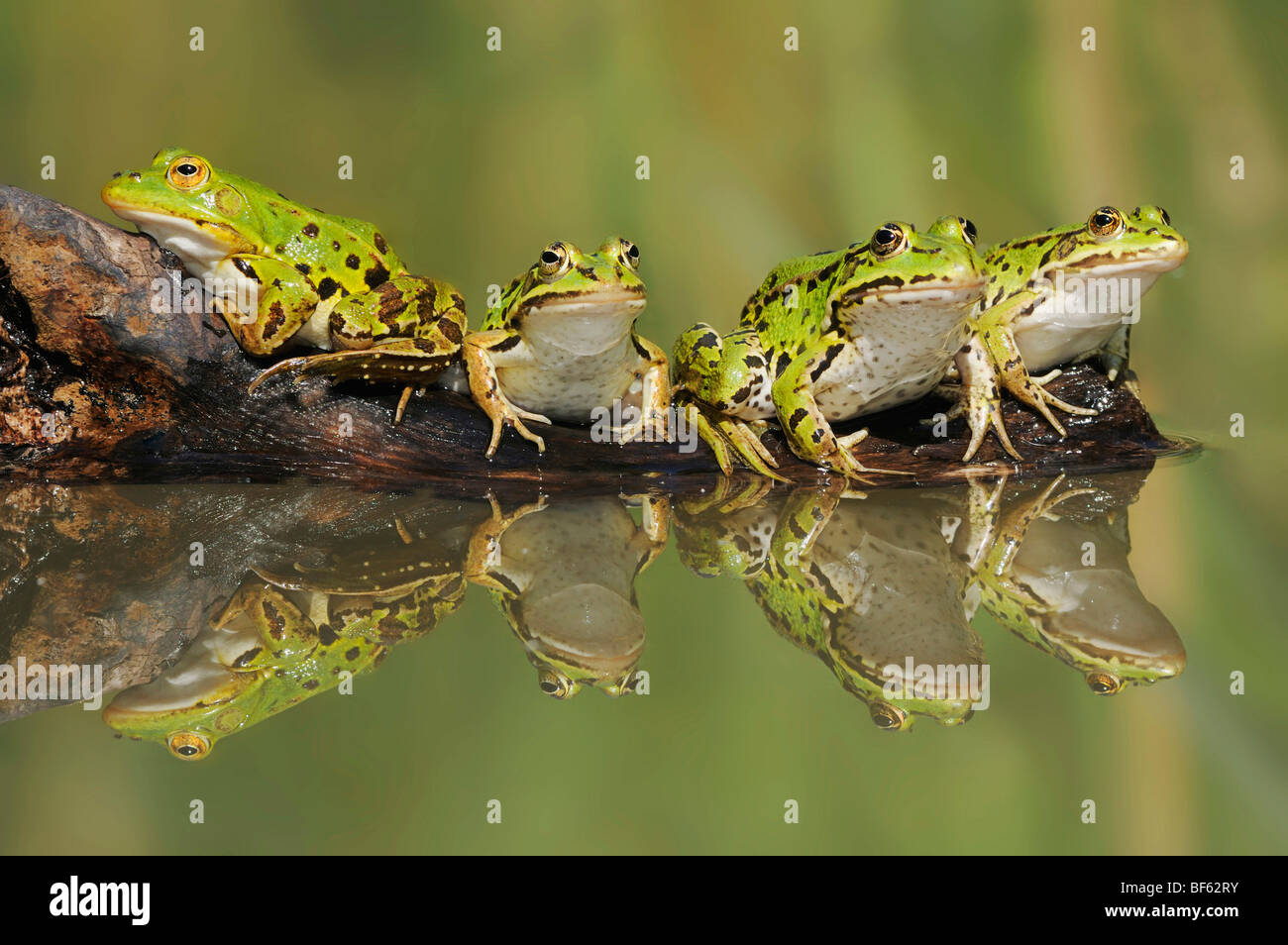 Edible Frog (Rana esculenta), adultes on log, Suisse, Europe Banque D'Images