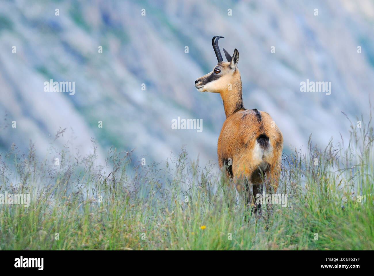 Chamois (Rupicapra rupicapra), des profils de la marche, Grimsel, Berne, Suisse, Europe Banque D'Images