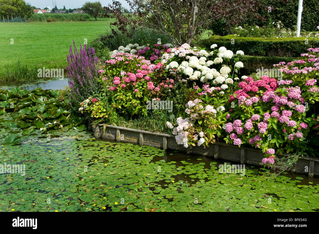 Ferme du greffon Holland Fleurs Jardin Fleurs Maison Pays-Bas Banque D'Images