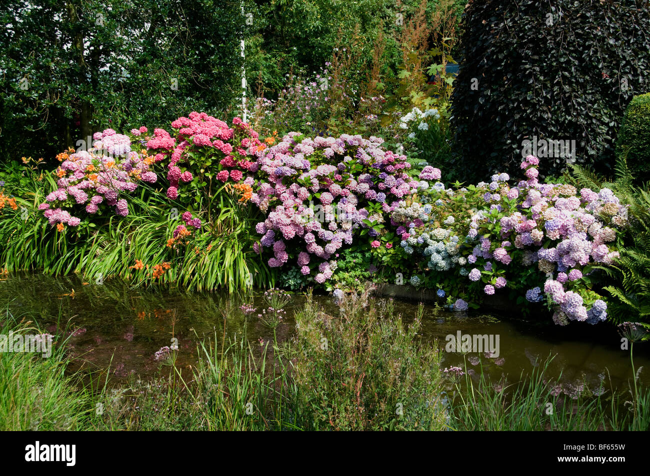 Ferme du greffon Holland Fleurs Jardin Fleurs Maison Pays-Bas Banque D'Images