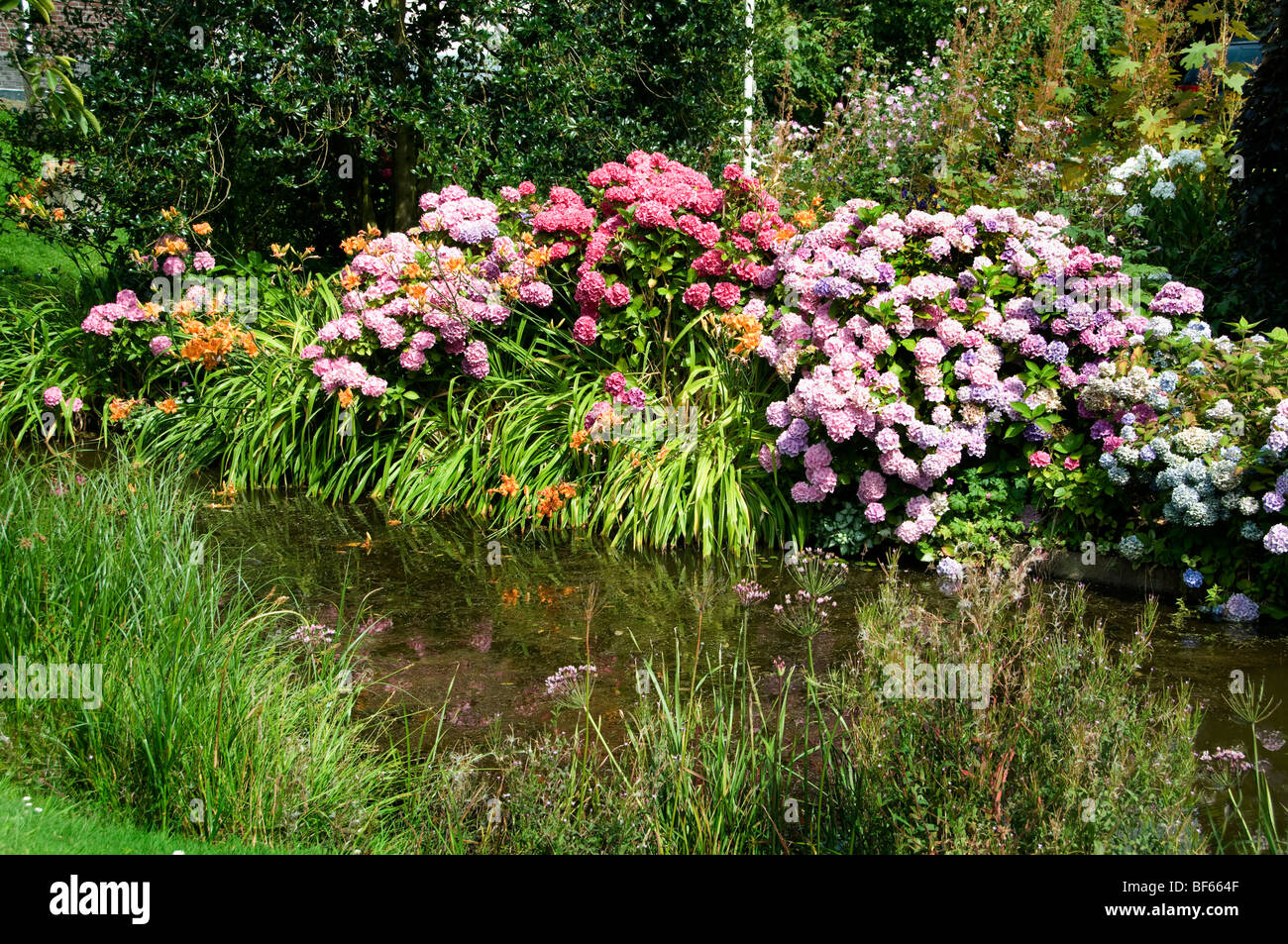 Ferme du greffon Holland Fleurs Jardin Fleurs Maison Pays-Bas Banque D'Images