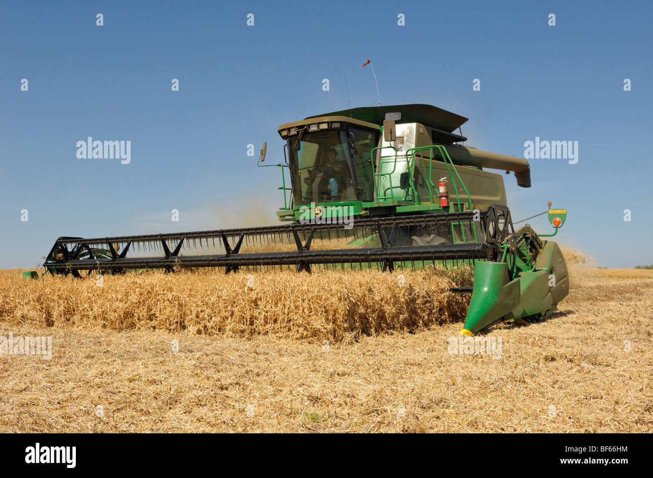Agriculteur en combinant un champ près de Mundare, en Alberta, Canada Banque D'Images