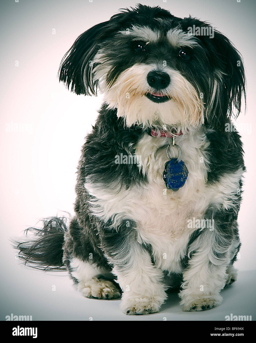Bichon Havanese Banque D Image Et Photos Alamy