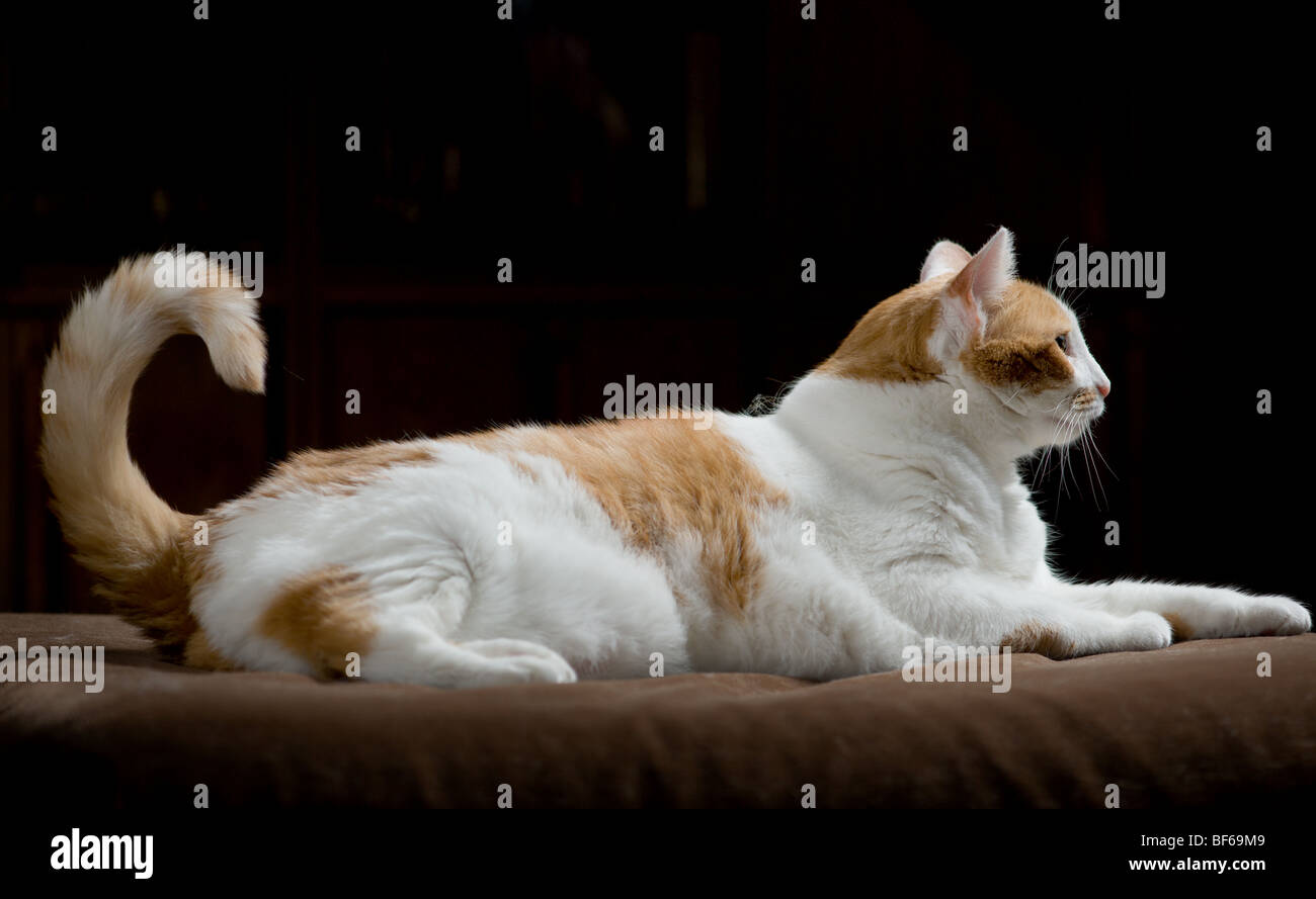 L'excès de l'orange et blanc portrait félin tacheté Banque D'Images