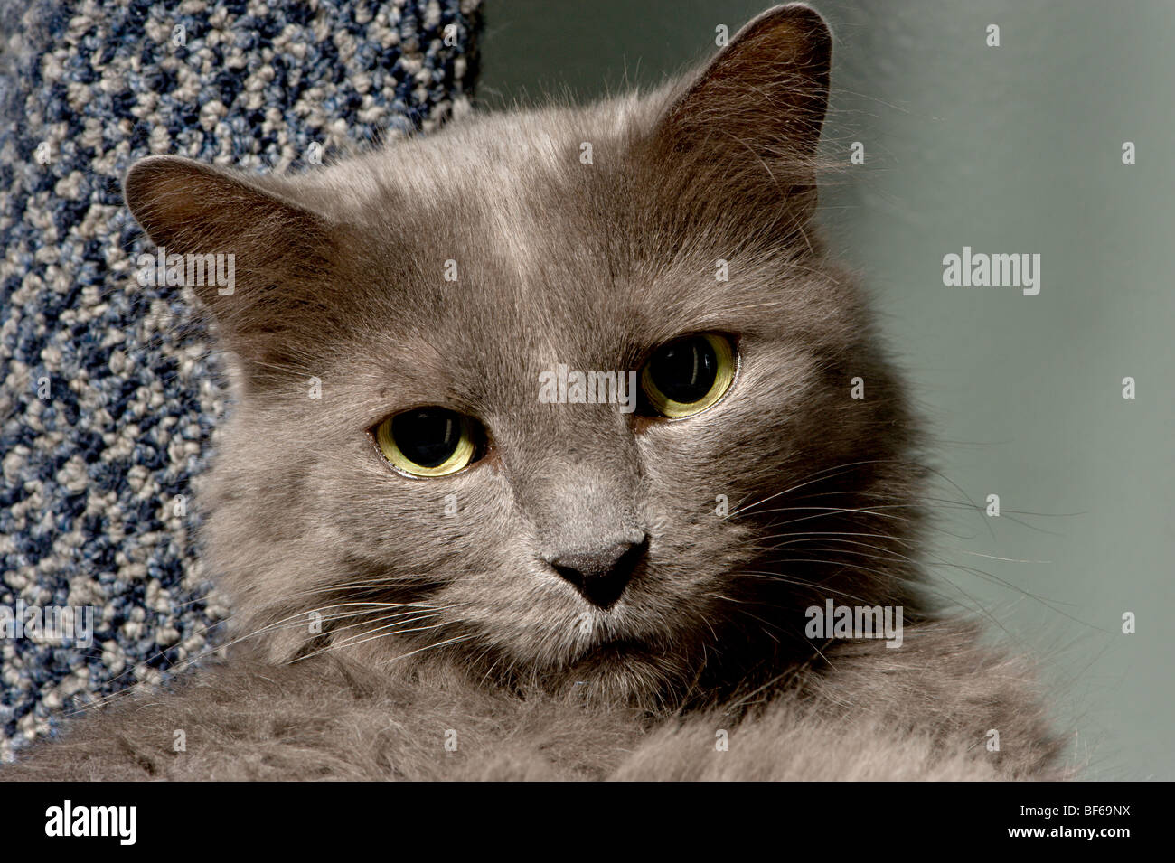 Chat Gris A Poils Longs Photo Stock Alamy