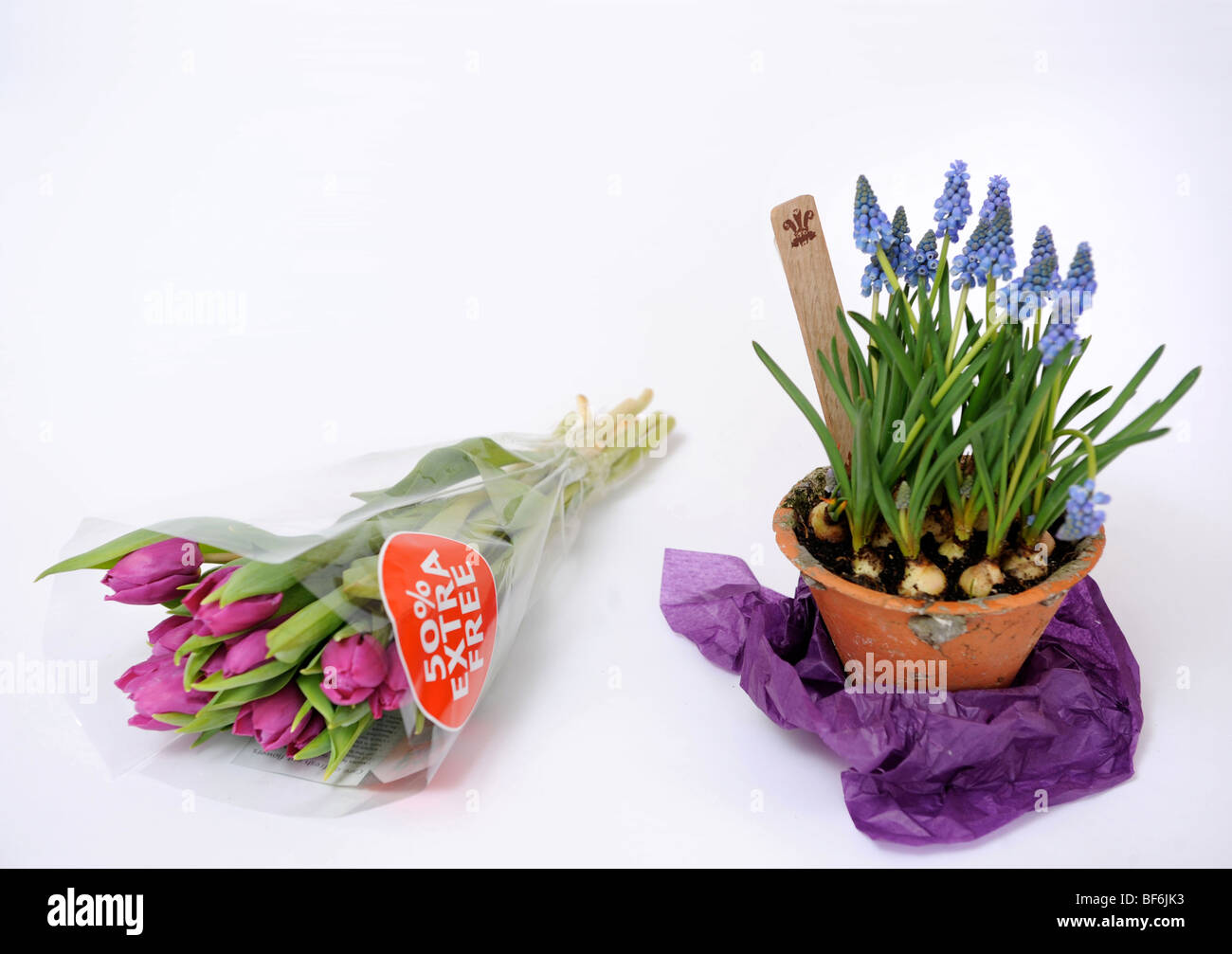 Cadeaux Fleurs contrastées un bouquet de tulipes dans un supermarché avec un pot de Muscari bulbes du Highgrove Shop à Tetbury Mar Banque D'Images