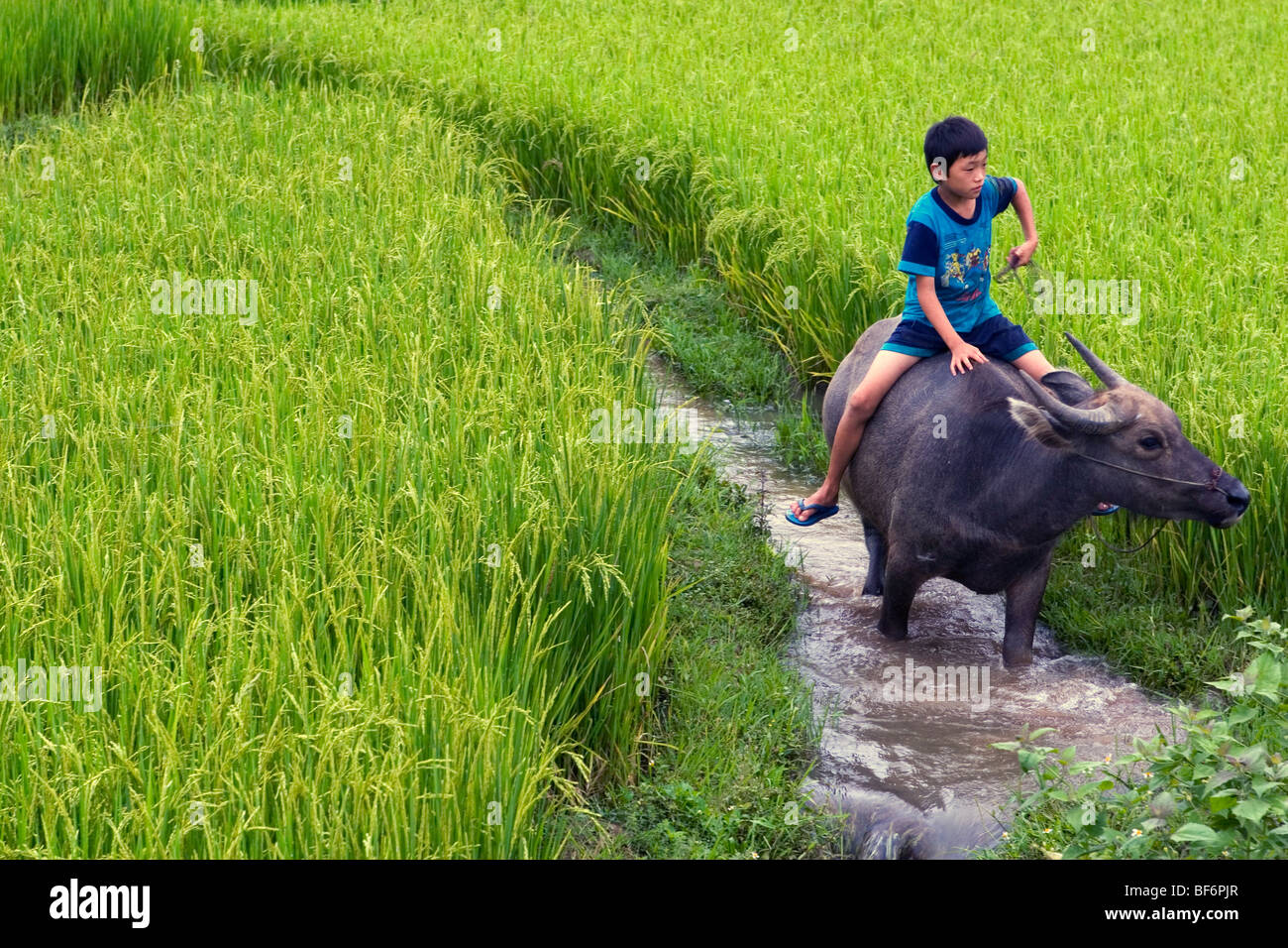 Boy riding un buffle à travers le livre vert les rizières du Vietnam du Nord-ouest à Phu Yen. Banque D'Images