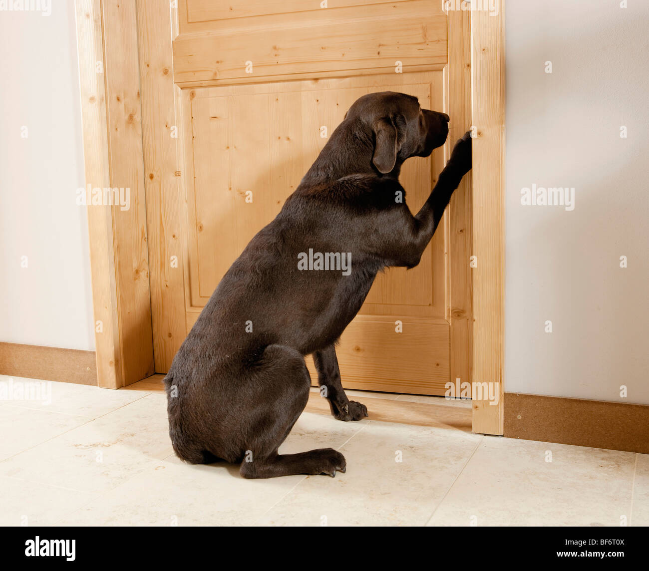 Mauvaise habitude : Labrador Retriever se gratter à la porte Photo Stock -  Alamy
