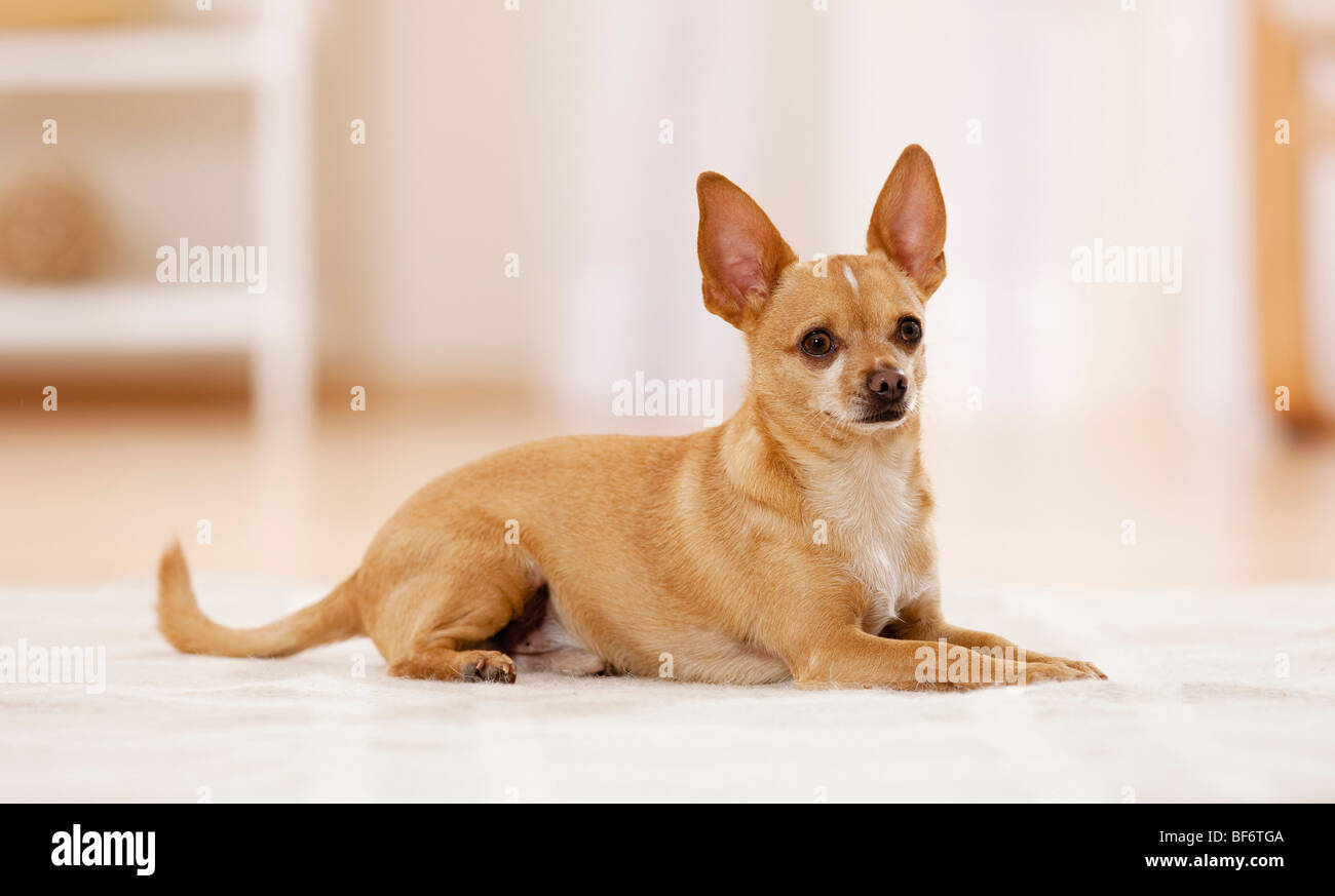 Chihuahua - chien couché Banque D'Images