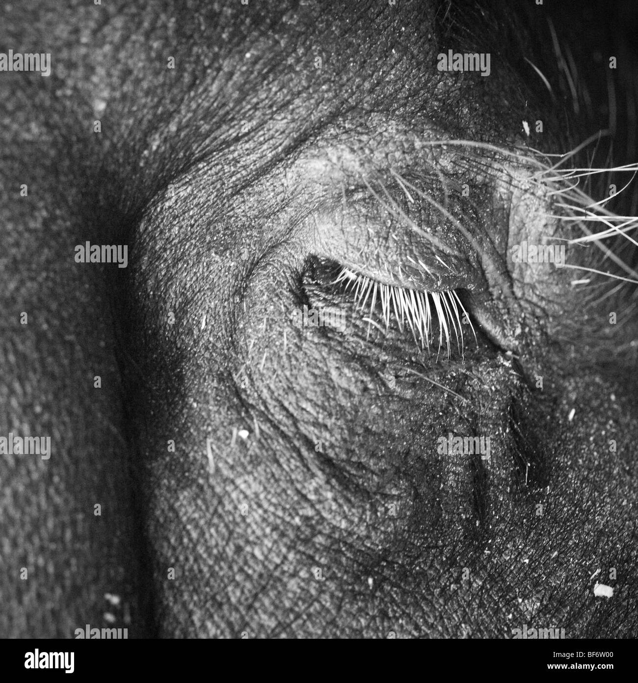 Balck et blanc détails de porc Berkshire Banque D'Images