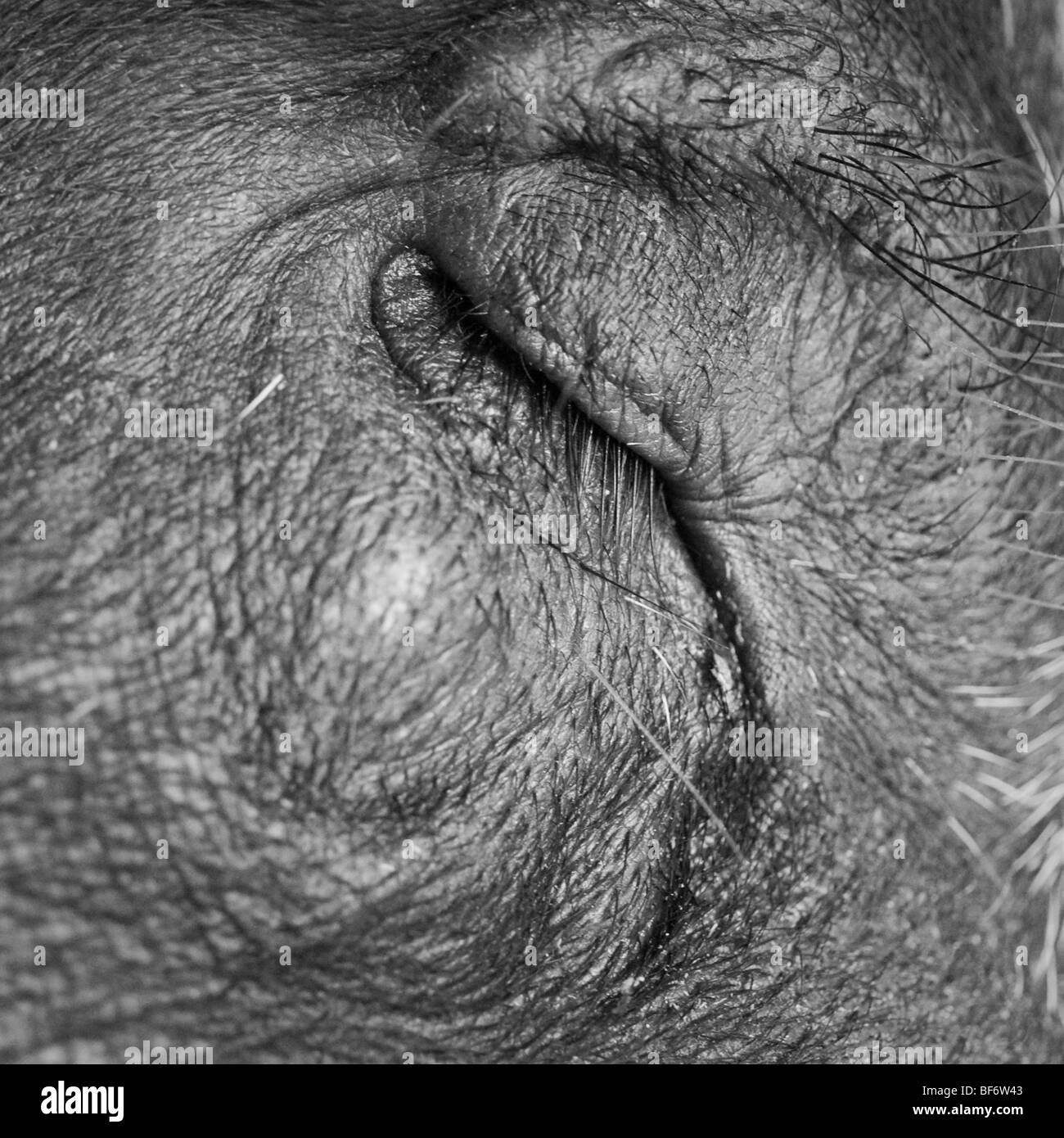 Balck et blanc détails de porc Berkshire Banque D'Images