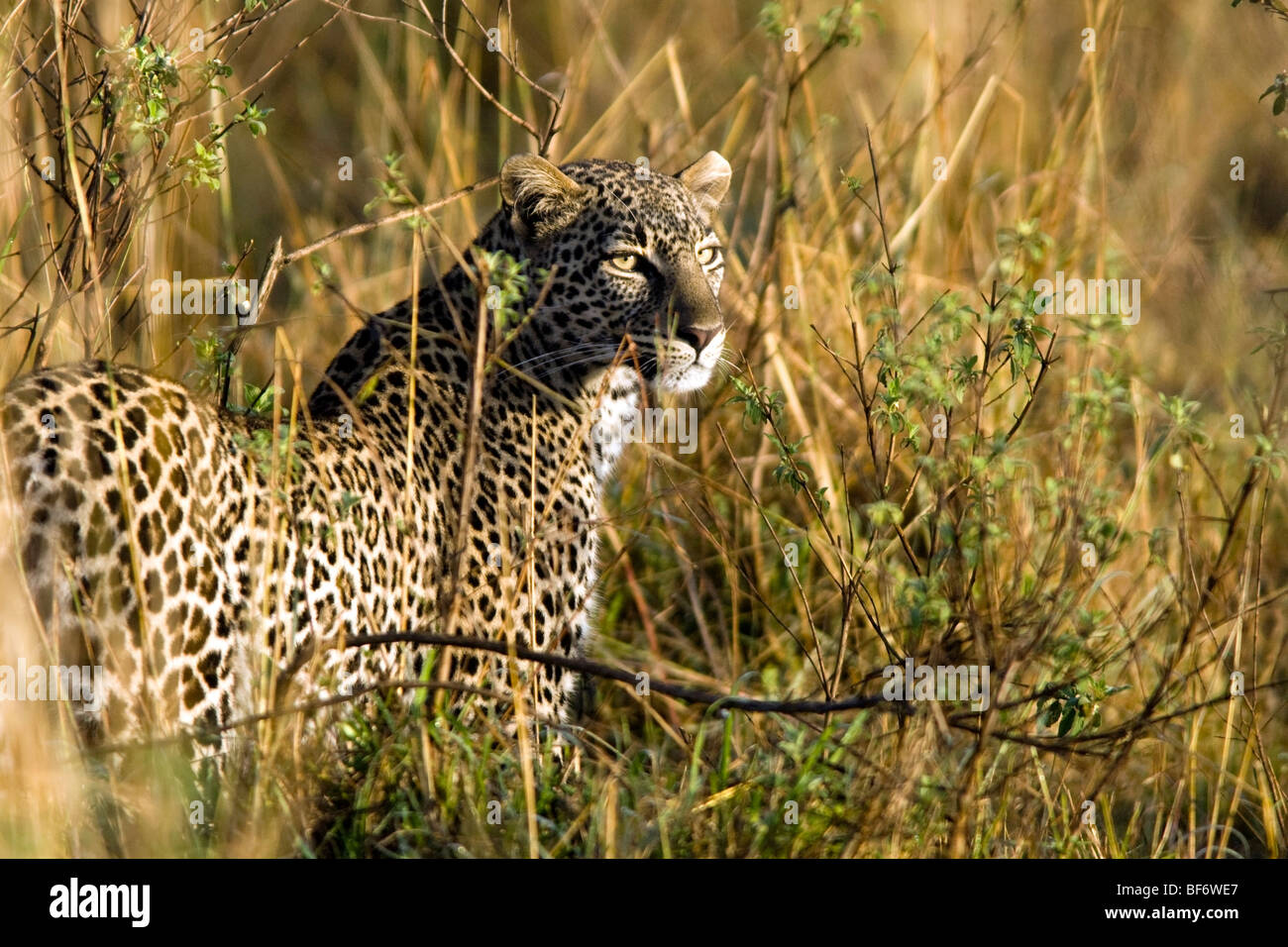 Leopard - Masai Mara National Reserve, Kenya Banque D'Images