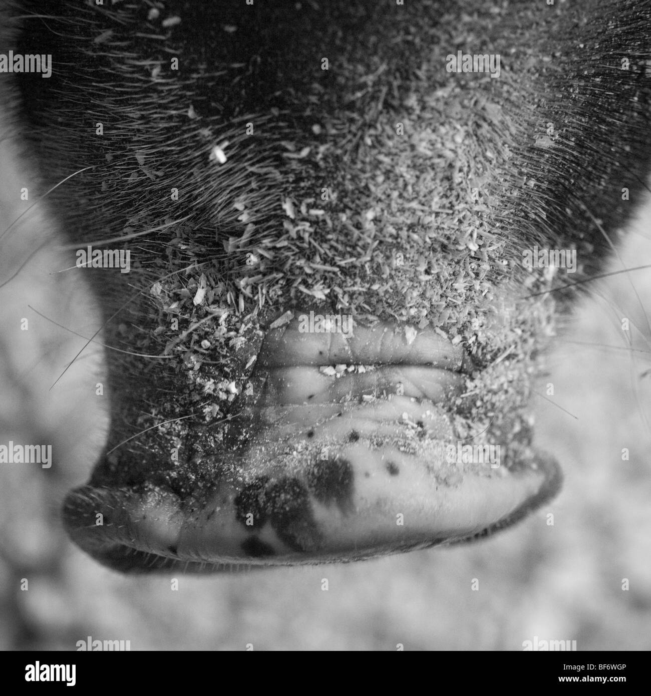 Balck et blanc détails de porc Berkshire Banque D'Images