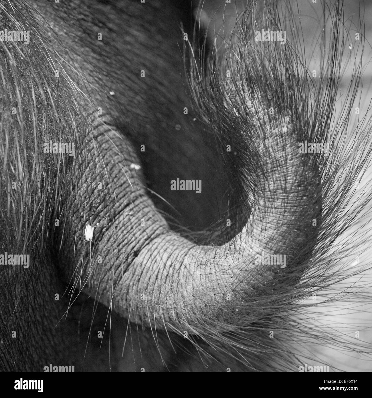 Balck et blanc détails de porc Berkshire Banque D'Images