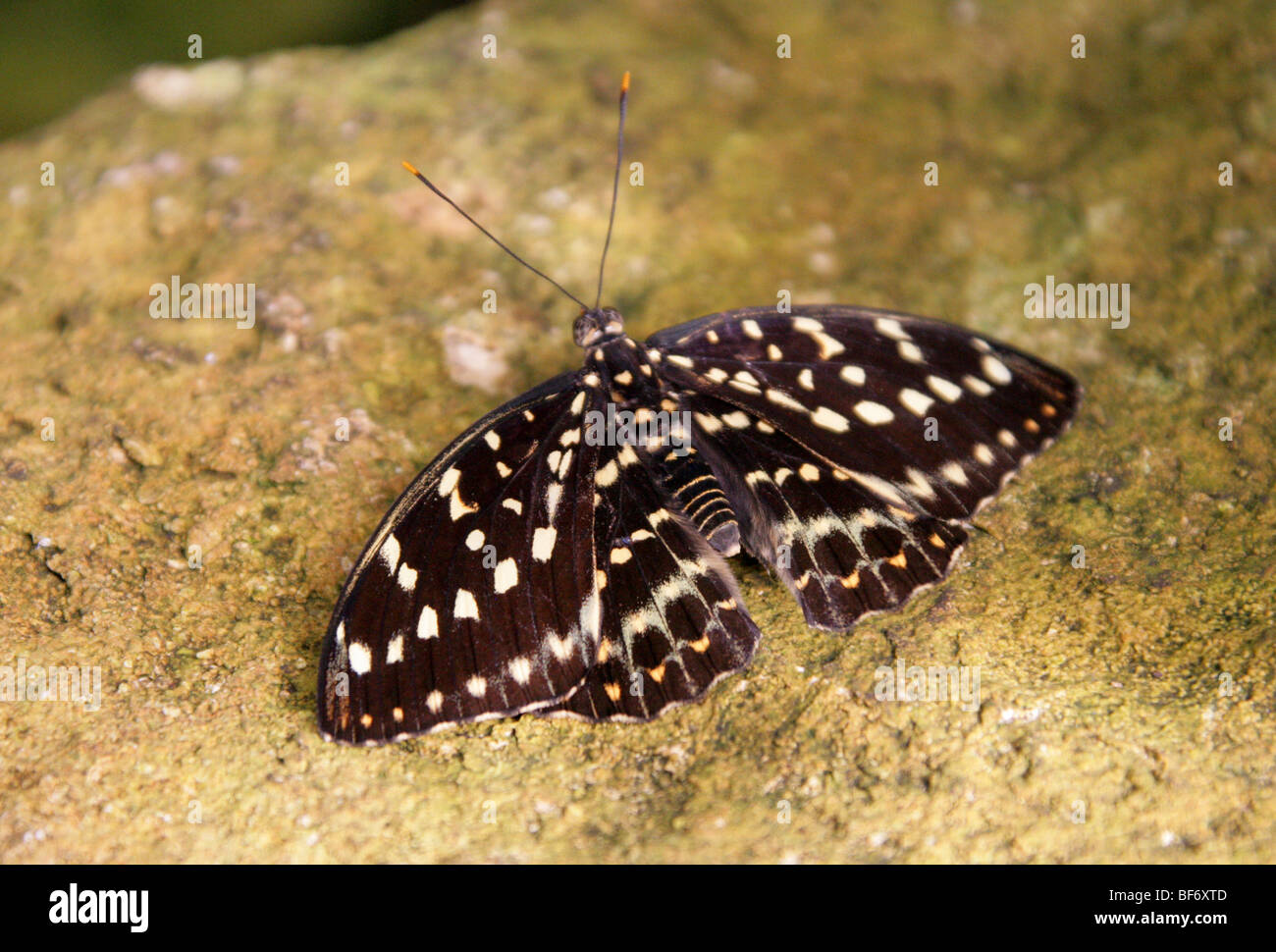 L'Archiduc ou Hill l'Archiduc, Lexias dirtea, Limenitidinae, Nymphalidae, de l'Asie du Sud Est. (Femelle) Banque D'Images