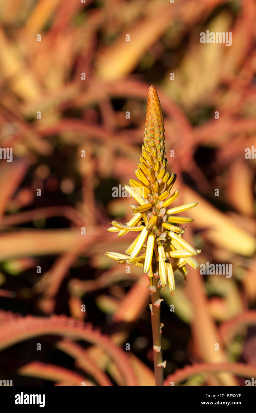 Jardin Botanique Ewanrigg Zimbabwe Afrique de l'Aloès Aloe Aloe arborescens aloe aloe jardin jardin botanique Banque D'Images