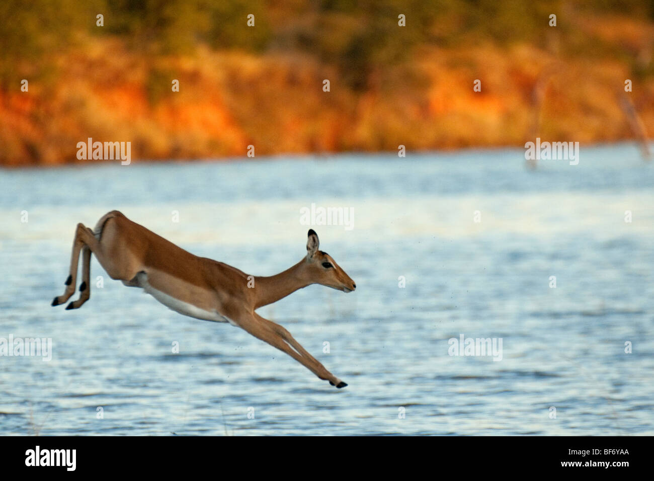 Impala, Aepycerus melampus, saut au-dessus de l'eau dans le Parc National de Matusadona du Zimbabwe, du lac Kariba. Banque D'Images