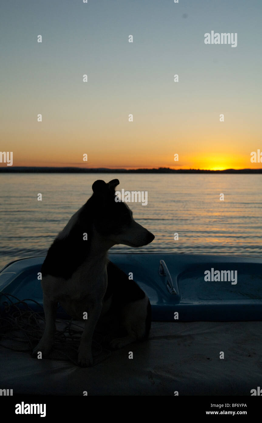 Animaux domestiques pet dog mans meilleur ami domestique domestication domestiqués housebroken chambre formé en faveur de l'un de cher cher entendre Banque D'Images